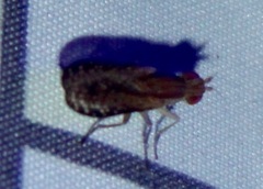 Trypetoptera canadensis