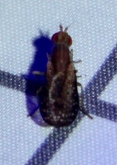 Trypetoptera canadensis