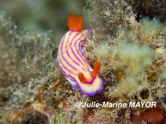 Hypselodoris maridadilus