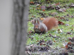Sciurus vulgaris