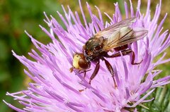 Sicus ferrugineus