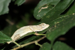 Anolis lemurinus