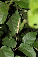 Anolis sericeus