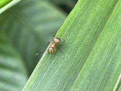 Camponotus rectangularis