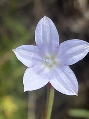 Wahlenbergia undulata