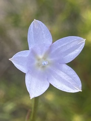 Wahlenbergia undulata