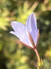 Wahlenbergia undulata