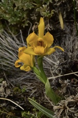 Chloraea alpina