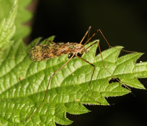 Epiphragma ocellare nuotrauka