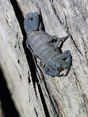 Centruroides limbatus