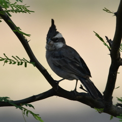 Lophospingus pusillus