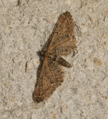 Eupithecia vulgata