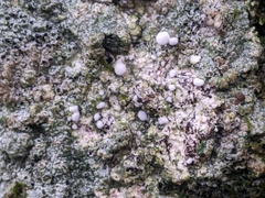 Lecanora campestris
