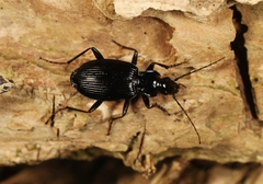 Limodromus assimilis