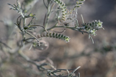 Johnstonella angustifolia