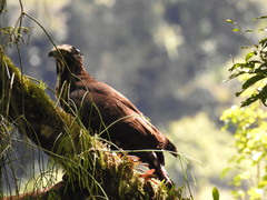 Spizaetus tyrannus