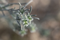 Johnstonella angustifolia