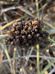 Pseudomonas