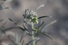 Johnstonella angustifolia