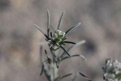 Johnstonella angustifolia