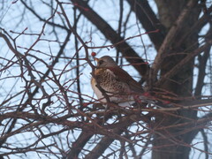 Turdus pilaris