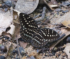 Lexias