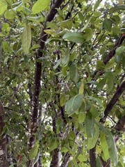 Coccoloba diversifolia