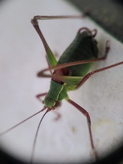 Barbitistes serricauda