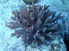 Acropora valida