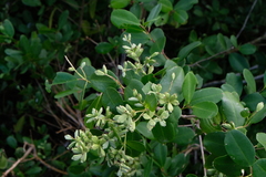 Laguncularia racemosa