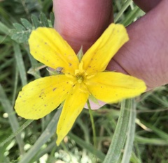 Tribulus cistoides