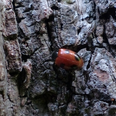 Endomychus biguttatus