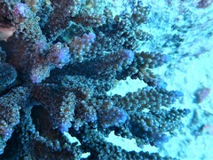Acropora valida