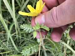 Tribulus cistoides