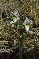 Chloraea magellanica