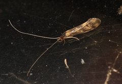 Mystacides longicornis