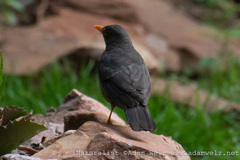 Turdus smithi