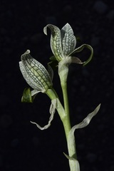 Chloraea magellanica