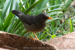 Turdus smithi