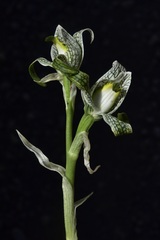 Chloraea magellanica