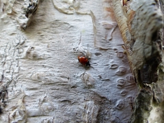 Endomychus biguttatus