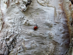 Endomychus biguttatus