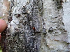 Endomychus biguttatus