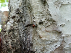 Endomychus biguttatus