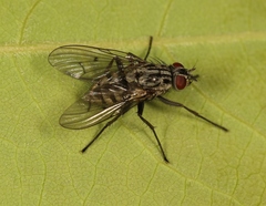 Phaonia pratensis