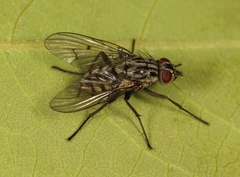 Phaonia pratensis