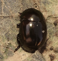 Cyrtonus plumbeus