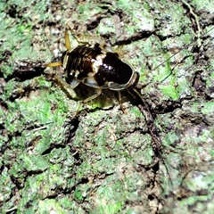 Allacta bimaculata