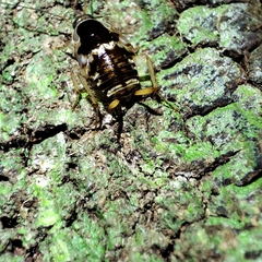 Allacta bimaculata