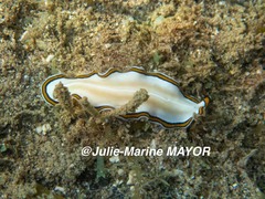 Pseudoceros confusus